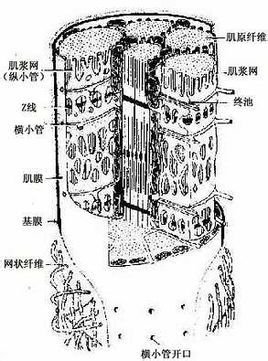 生理学上的三联体主要见于骨骼肌纤维内,由一条横小管及其两侧相邻的