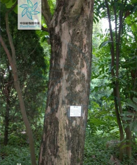 黄金柚木,学名非洲圆盘豆,属于含羞草科圆盘豆属植物.